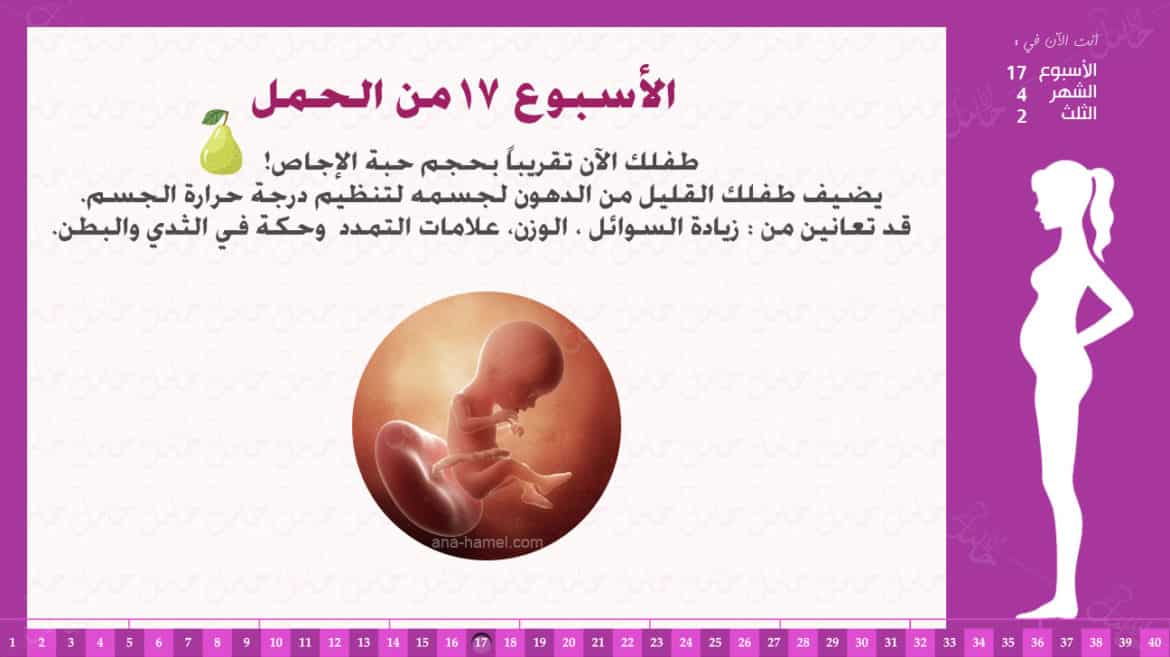 الأسبوع 17 من الحمل إرشادات وحقائق انا حامل