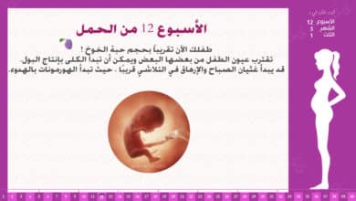 Photo of الأسبوع 12 من الحمل : إرشادات وحقائق
