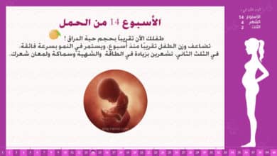 Photo of الأسبوع 14 من الحمل : إرشادات وحقائق