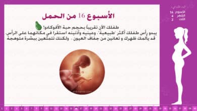 Photo of الأسبوع 16 من الحمل : إرشادات وحقائق