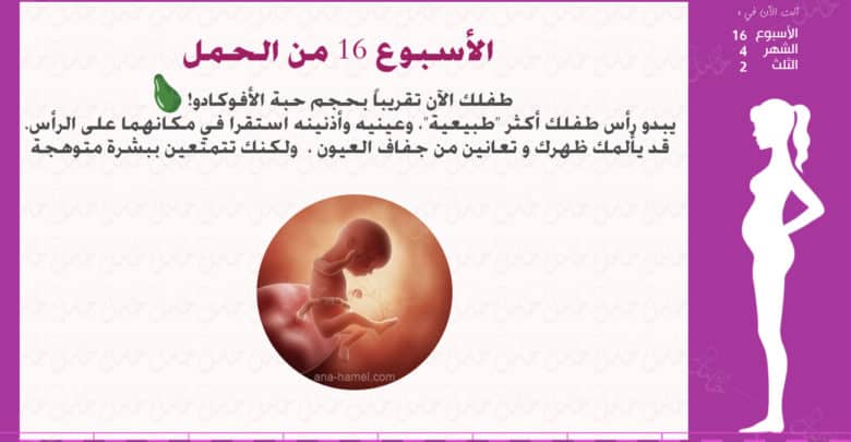 الأسبوع 16 من الحمل