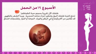 Photo of الأسبوع 19 من الحمل : إرشادات وحقائق