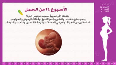 Photo of الأسبوع 24 من الحمل : إرشادات وحقائق
