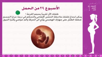 Photo of الأسبوع 29 من الحمل : إرشادات وحقائق