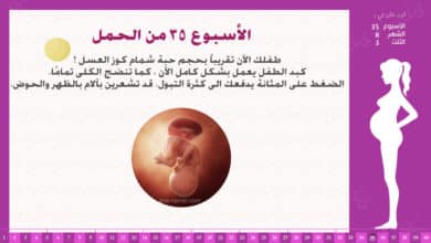 Photo of الأسبوع 35 من الحمل : إرشادات وحقائق
