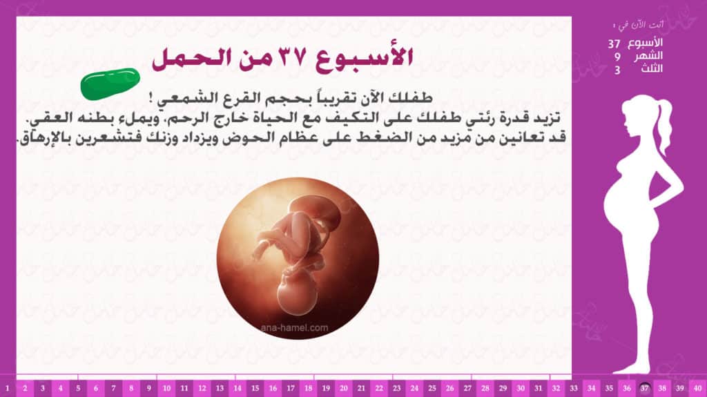 الاسبوع 33 من الحمل
