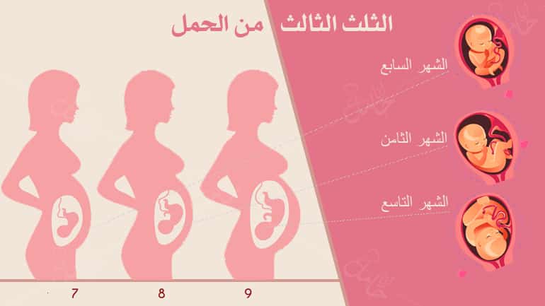 الثلث الثالث من الحمل – وفحوصات هامة للاستعداد للولادة الثلث الثالث من الحمل – وفحوصات هامة للاستعداد للولادة