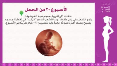 Photo of الأسبوع 20 من الحمل : إرشادات وحقائق