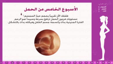 Photo of الأسبوع الخامس من الحمل : إرشادات وحقائق