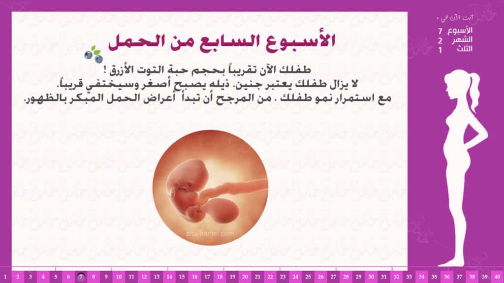 الاسبوع 33 من الحمل