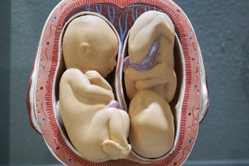 الشهر السادس من الحمل تطور الجنين في الشهر السادس من الحمل