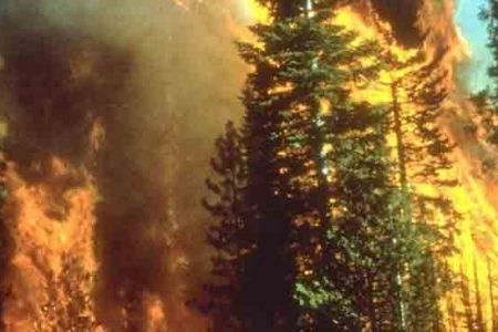اسباب حرائق الغابات واضراراها واشهرها وطرق الوقاية منها