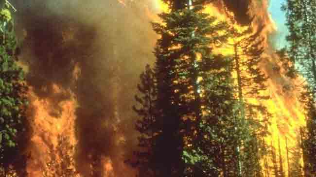 اسباب حرائق الغابات واضراراها واشهرها وطرق الوقاية منها
