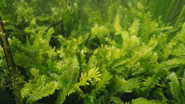 الطحالب القاتلة تهديد البيئة البحرية
