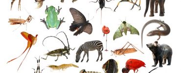 اختلال التنوع الحيوي