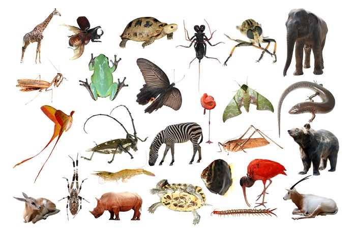اختلال التنوع الحيوي