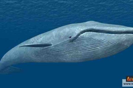 الحوت الأزرق أضخم كائن عاش على كوكب الأرض إلى الآن تسعة بيئة