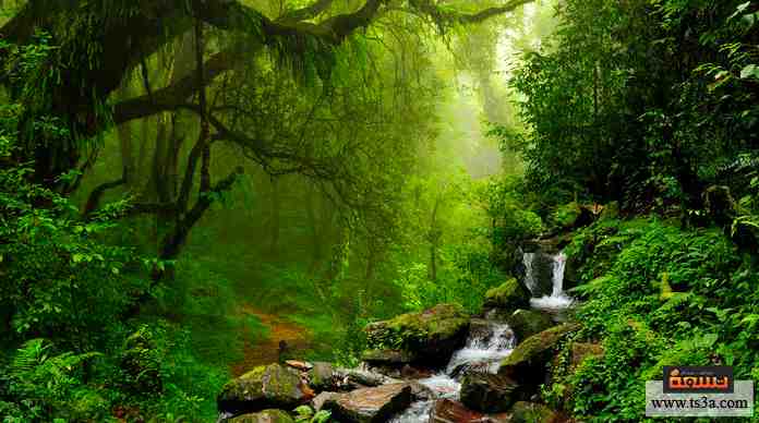 غابات العالم تعرف عليها الآن وعلى دورها البيئي تسعة بيئة