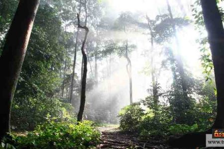 حقائق عن الغابات وأنواع الغابات والأخطار البيئية المؤثرة تسعة بيئة