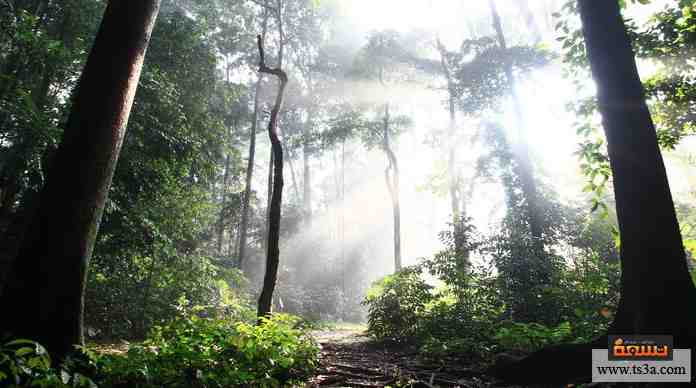حقائق عن الغابات وأنواع الغابات والأخطار البيئية المؤثرة تسعة بيئة