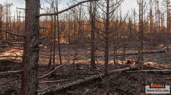 حرائق غابات روسيا