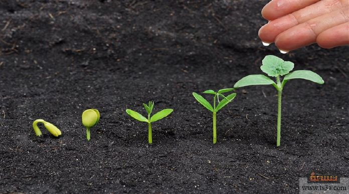 تنبت البذره ثم تنمو لتكون البادره ثم تنمو وتصير نباتا جديدا