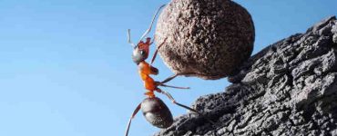 عالم النمل
