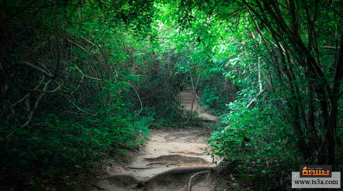 أطفال الغابة أغرب حالات الأطفال الذين نشؤوا في رحاب الغابات