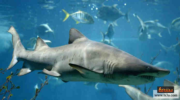 سمك القرش : معلومات عن واحدة من أشرس الأسماك في الطبيعة • تسعة اولاد