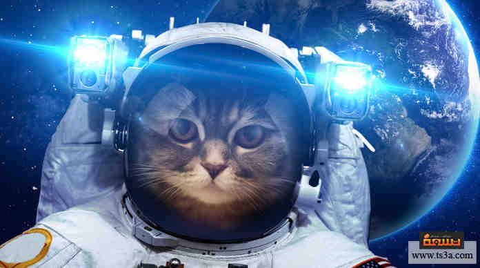 حيوانات زارت الفضاء