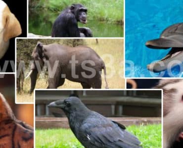 ذكاء الحيوانات - تسعة حقائق - الذكاء الحيواني