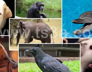 ذكاء الحيوانات - تسعة حقائق - الذكاء الحيواني