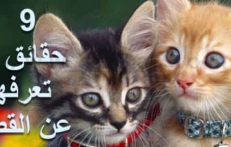 معلومات عن القطط تسعة 9 حقائق لا تعرفها عن القطط
