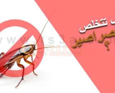 القضاء على الصراصير التخلص من الصراصير