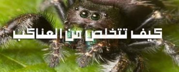 حقائق عن العناكب وكيف تتخلص من العناكب