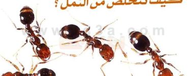 طرق مكافحة النمل والتخلص من النمل