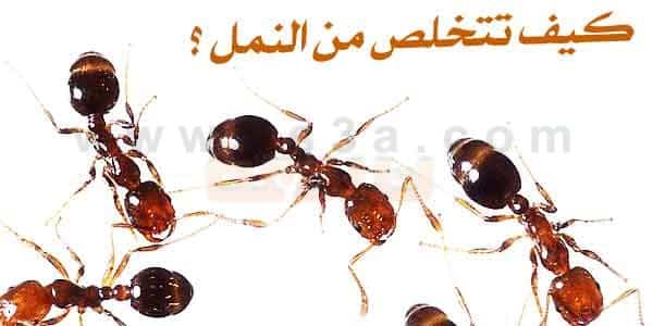 طرق مكافحة النمل والتخلص من النمل