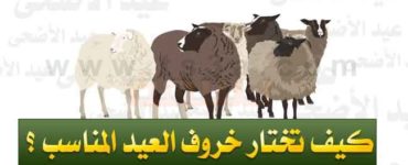 كيف تختار خروف العيد المناسب ؟