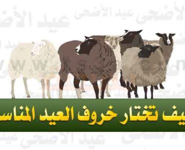 كيف تختار خروف العيد المناسب ؟