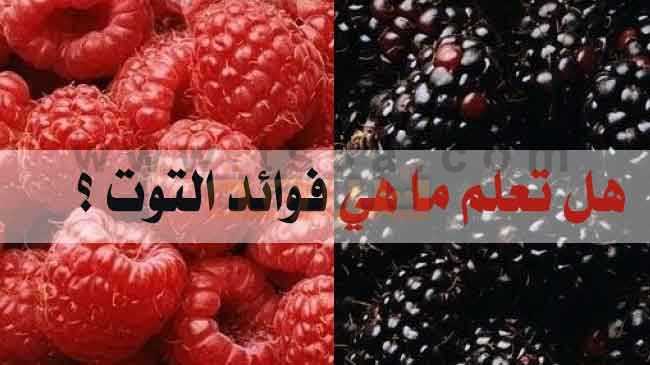 Image result for ‫التوت الشامي‬‎