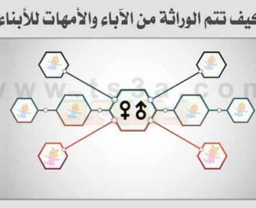 الوراثة المادة الوراثية الآباء الأمهات الأبناء