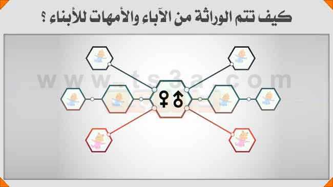 الوراثة المادة الوراثية الآباء الأمهات الأبناء