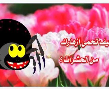 كيف تحمي أزهارك من الحشرات