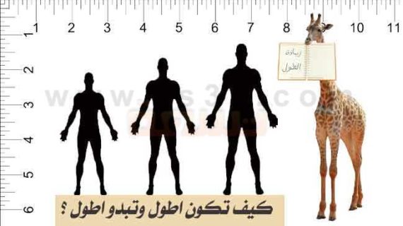 ابرة تطويل القامه
