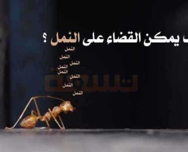 القضاء على النمل التخلص من النمل