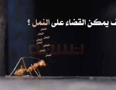 القضاء على النمل التخلص من النمل