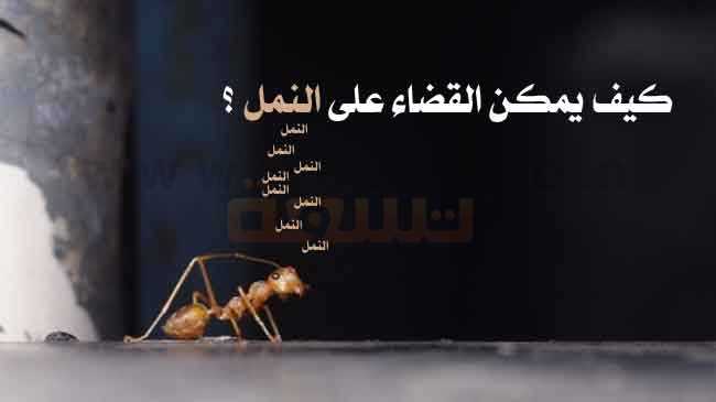 القضاء على النمل التخلص من النمل