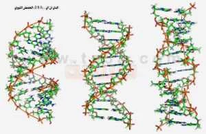 الاكتشاف رقم تسعة الدي ان اي DNA الحمض النووي