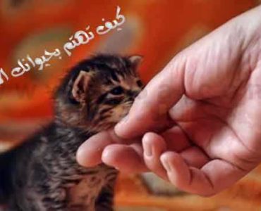 الحيوانات الأليفة حيوان أليف كيف تهتم بحيوانك الأليف