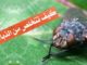 معلومات عن الذباب التخلص من الذباب